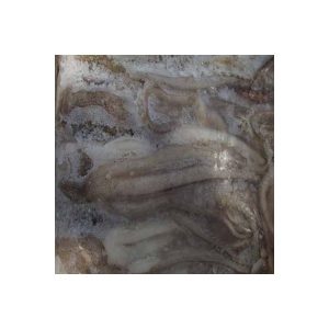 Squid-Tentacle-150-170g-10KG
