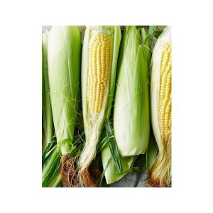 corn-33