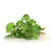 Watercress-case